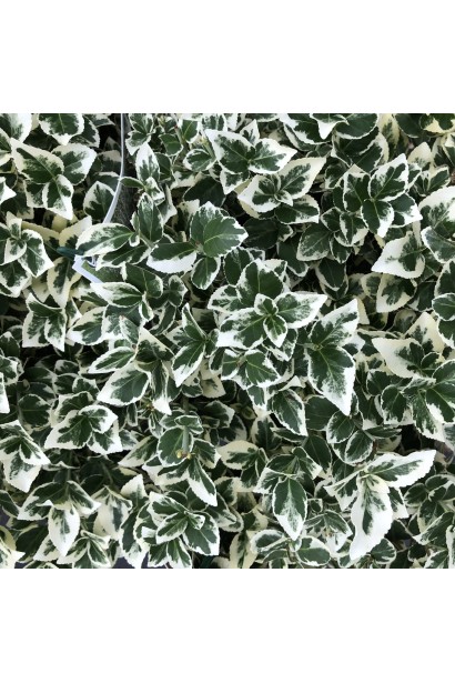 Euonymus Silver Queen and Aureomarginata on shtambe